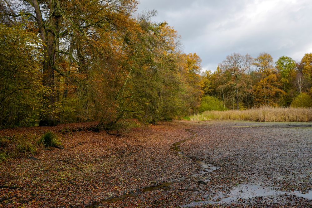 Herbstlicher Teichblick