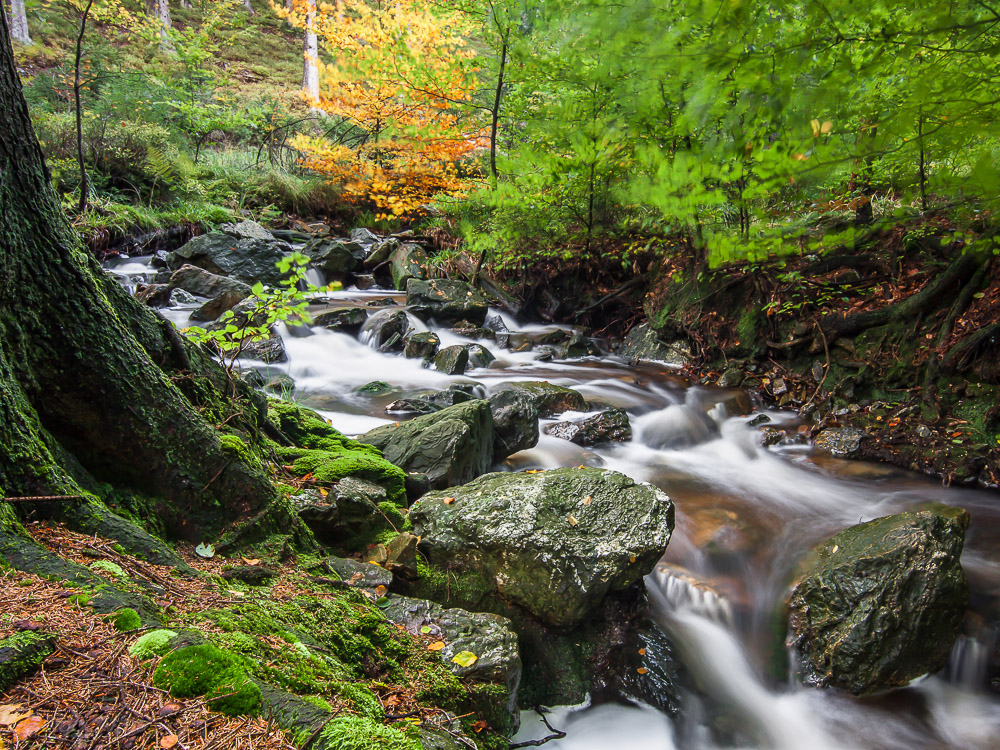 herbstlicher Ternellbach