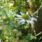 Herbstlicher Tiefflieger