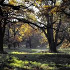 Herbstlicher Tiergarten in Dessau-Rosslau ein Idyll