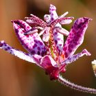 Herbstlicher Tigerstern