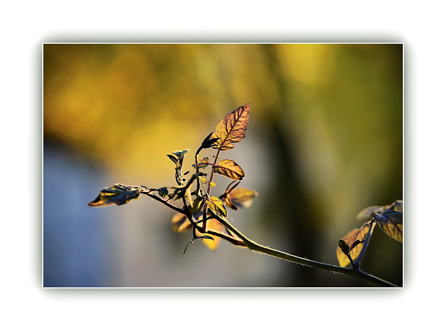 herbstlicher Tomatenzweig