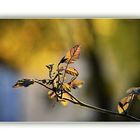 herbstlicher Tomatenzweig