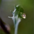 herbstlicher Tropfen 