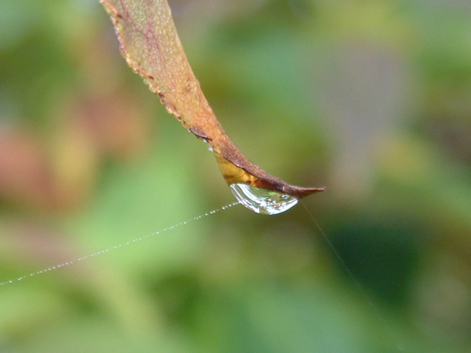 Herbstlicher Tropfen