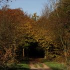 Herbstlicher Tunnel