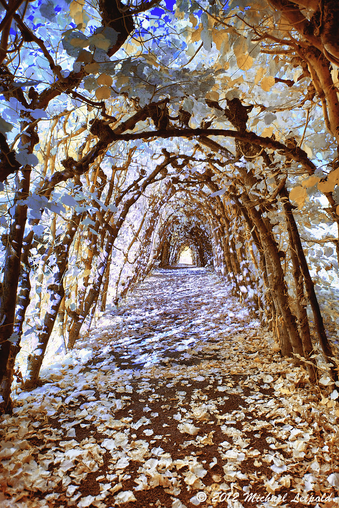 Herbstlicher Tunnel (IR)