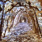 Herbstlicher Tunnel (IR)