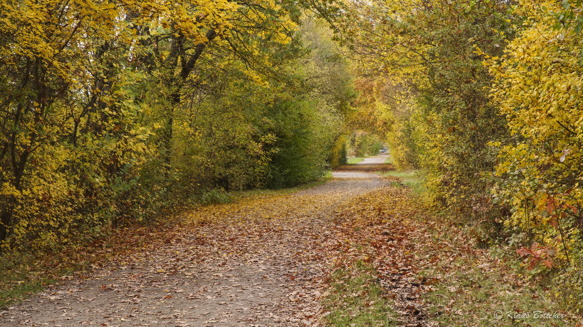 Herbstlicher Tunnelblick