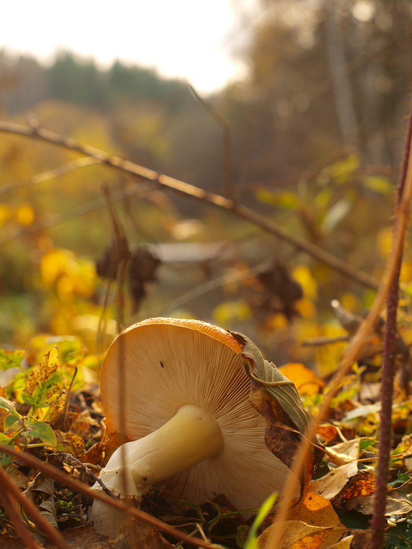 herbstlicher Ural