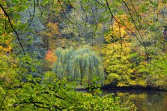 Herbstlicher Urwald