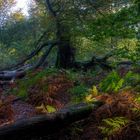 Herbstlicher Urwald - Saba 1