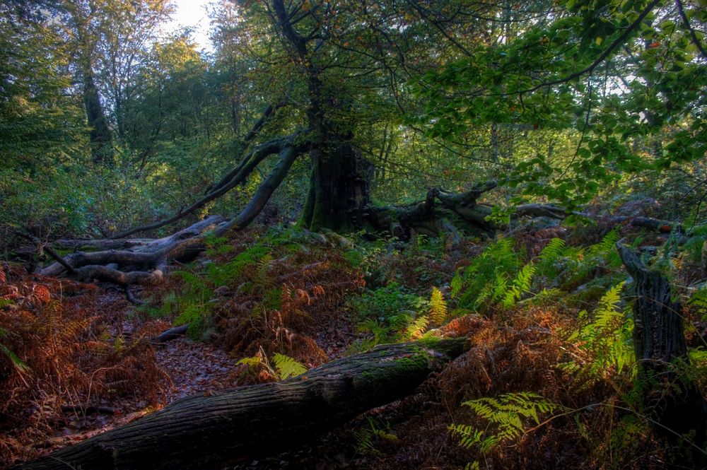 Herbstlicher Urwald - Saba 1