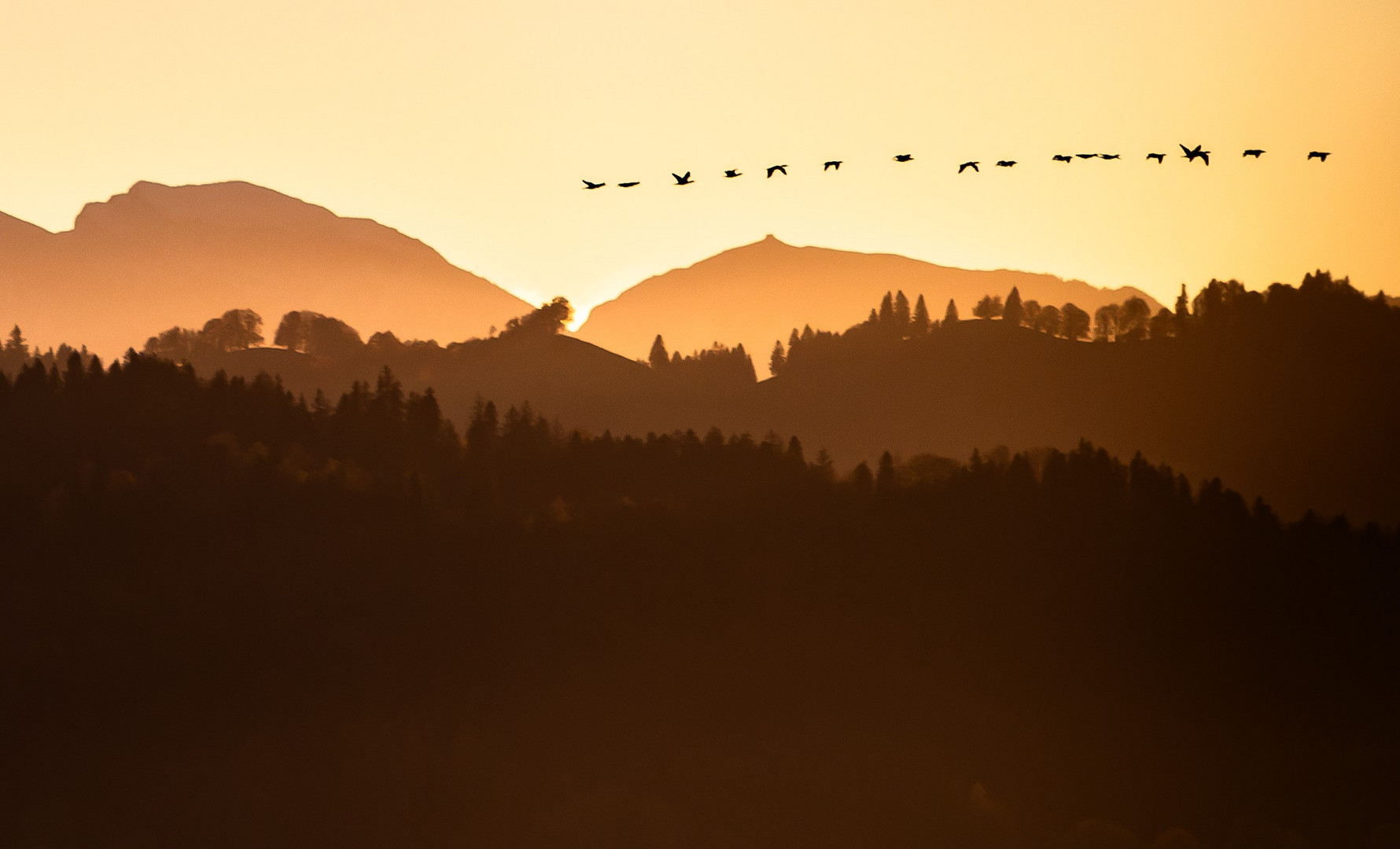 Herbstlicher Vogelzug 