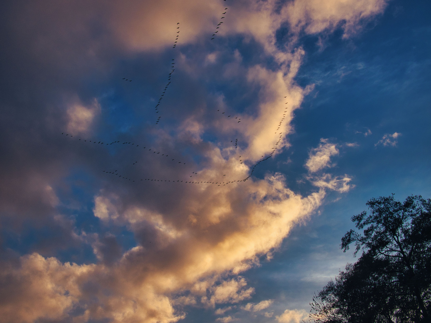 herbstlicher Vogelzug