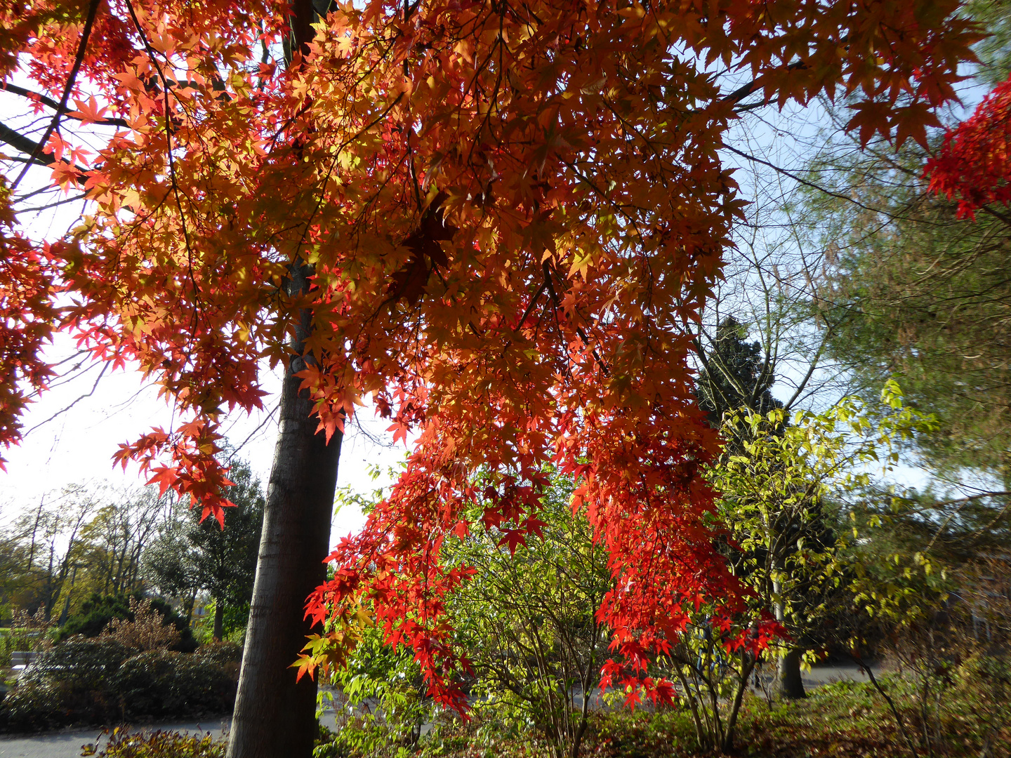 herbstlicher Vorhang