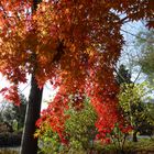 herbstlicher Vorhang