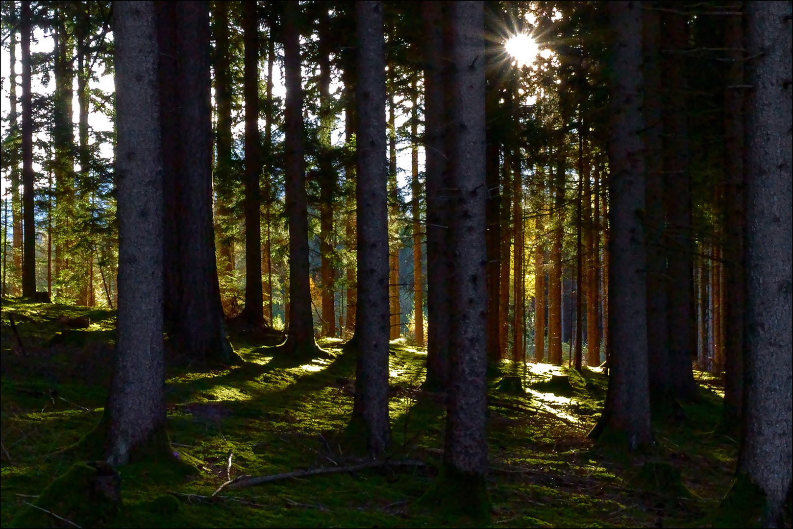 herbstlicher Wald