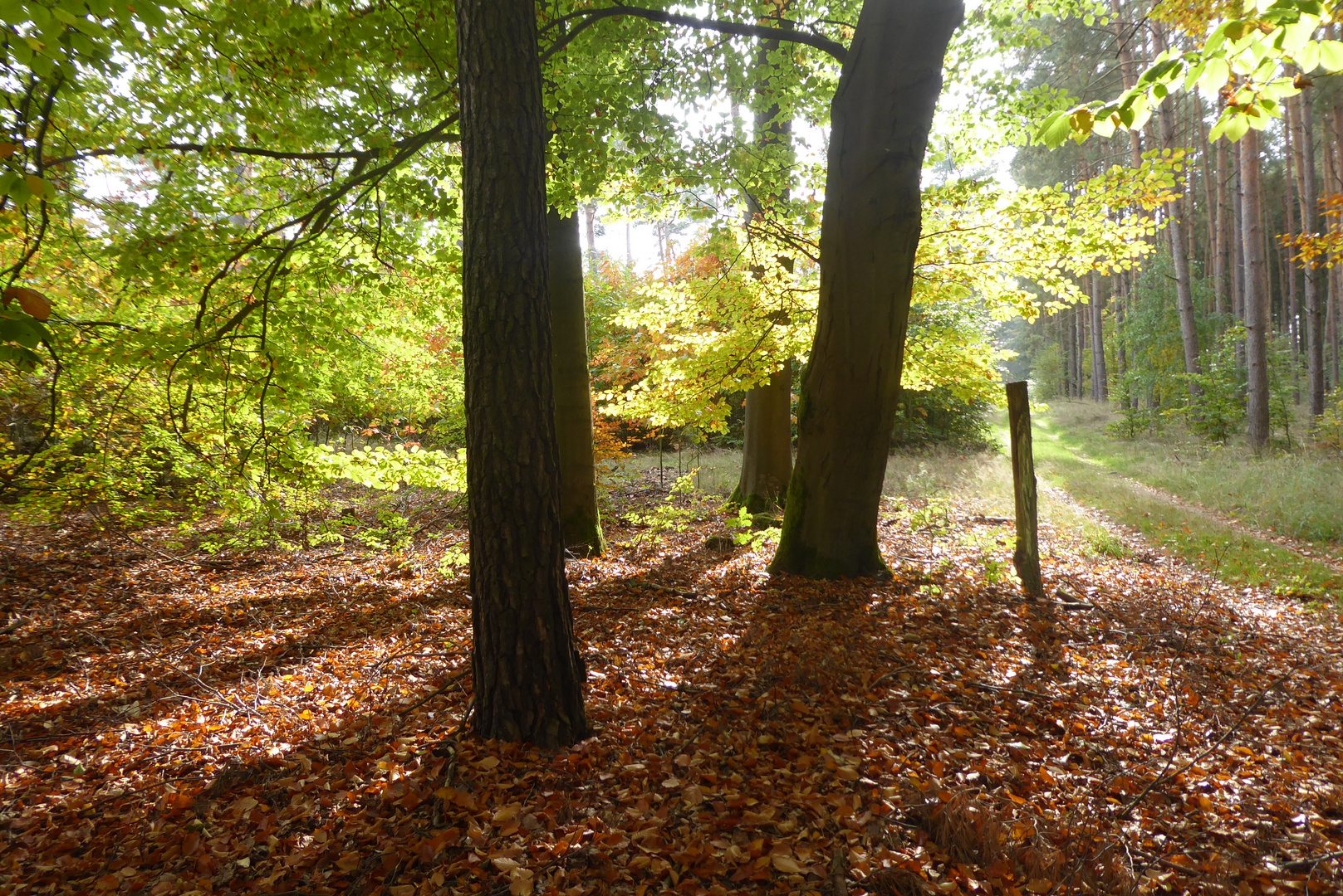 herbstlicher Wald