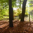 herbstlicher Wald