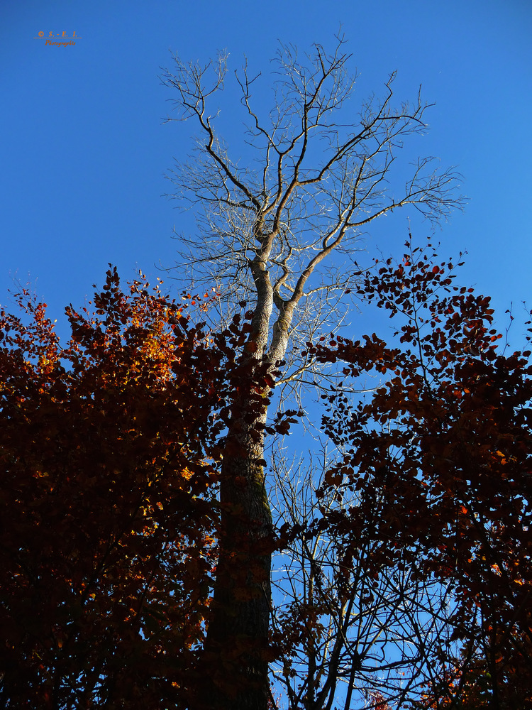 " Herbstlicher Wald "