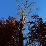 " Herbstlicher Wald "