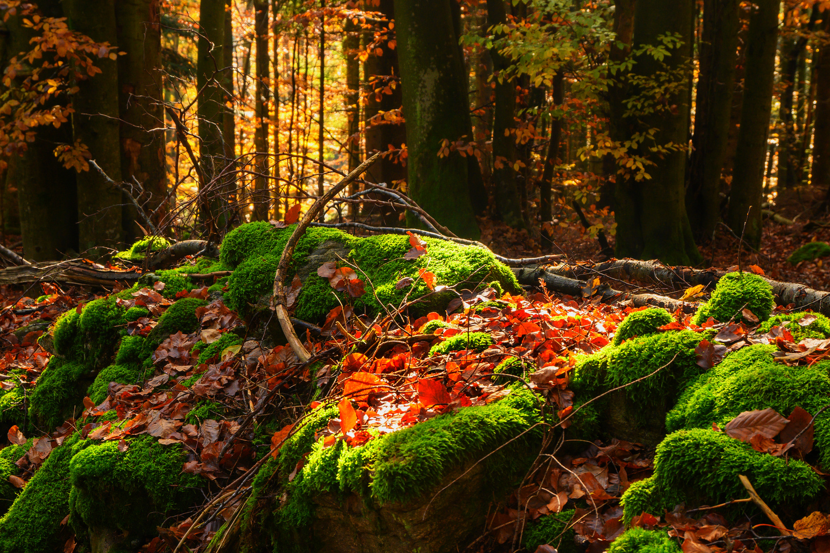 Herbstlicher Wald