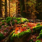 Herbstlicher Wald