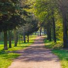 Herbstlicher Wald