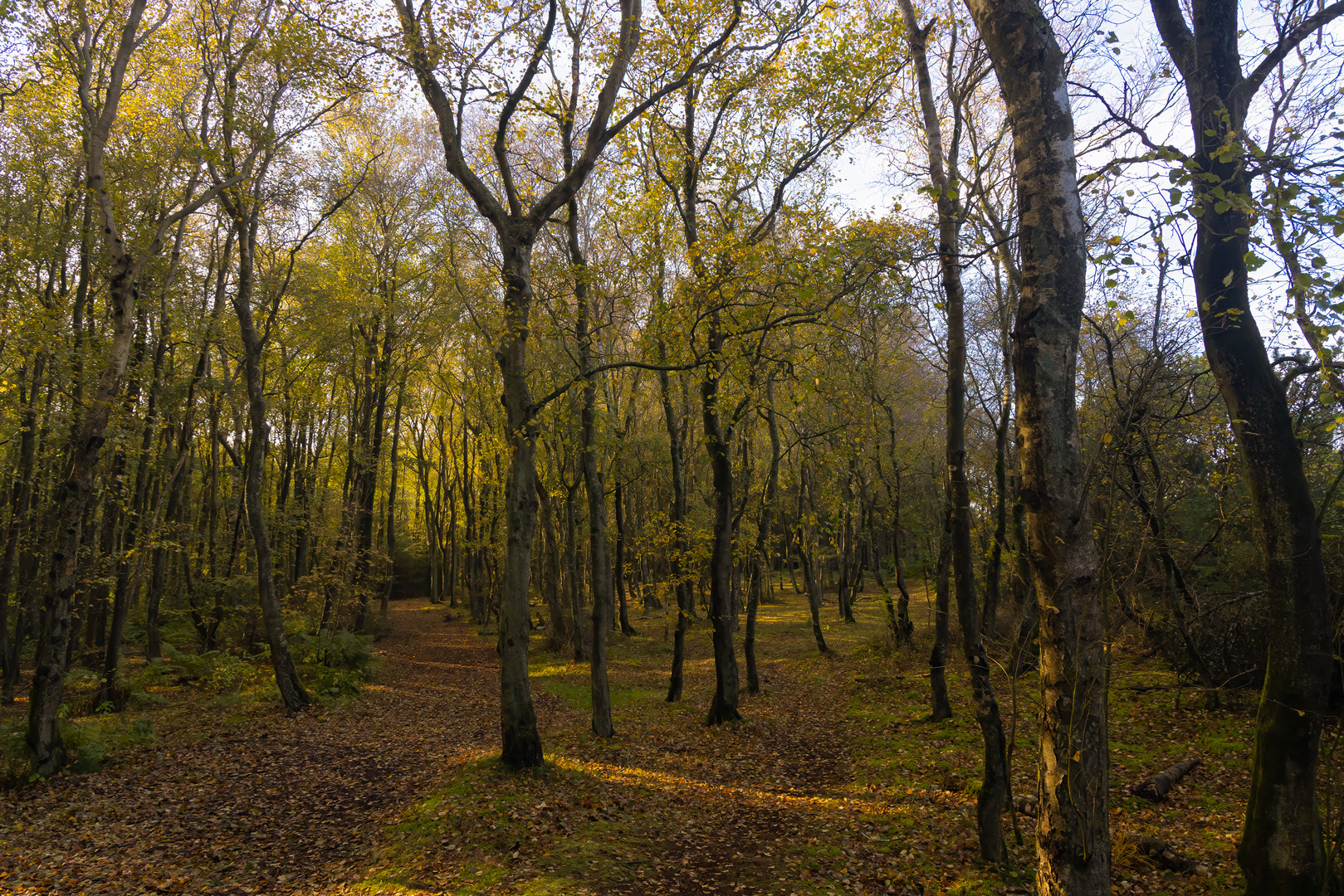 Herbstlicher Wald