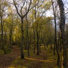 Herbstlicher Wald