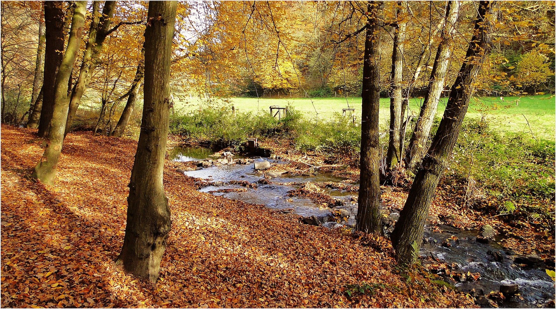 Herbstlicher Wald ...