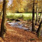 Herbstlicher Wald ...