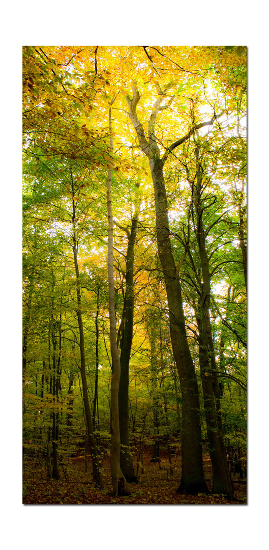 herbstlicher Wald