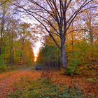 herbstlicher Wald, 2 (el bosque otoñal, 2)