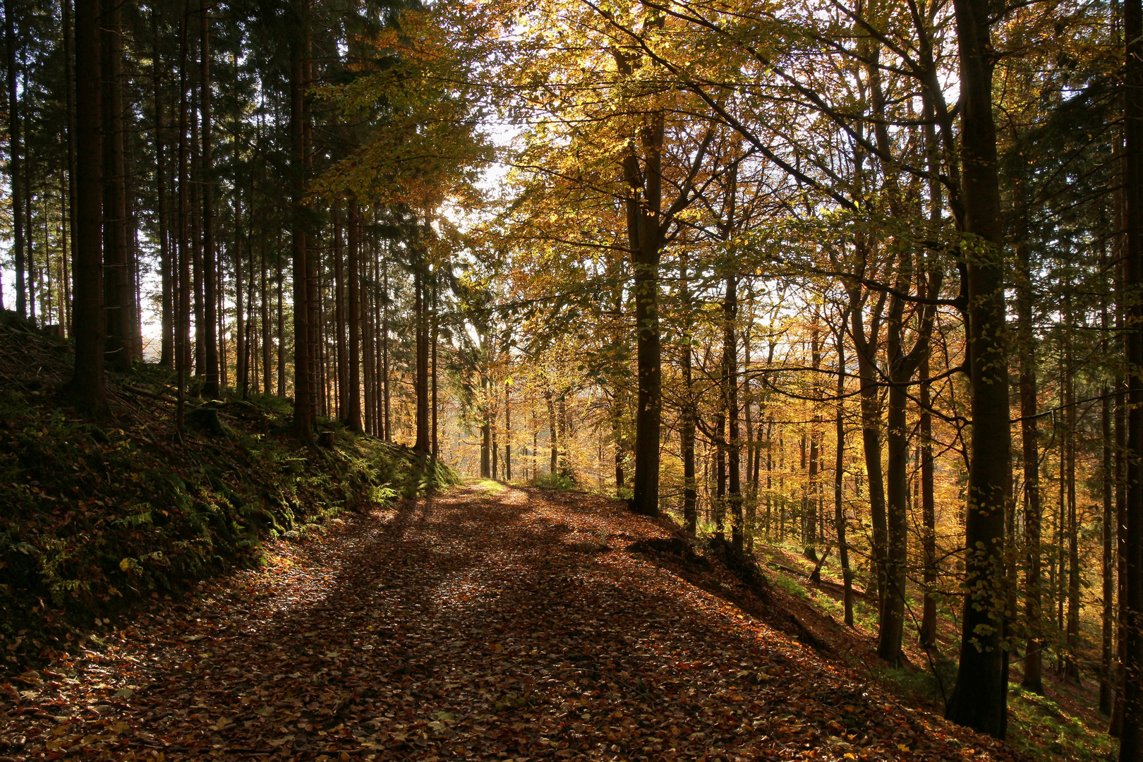 Herbstlicher Wald (2021_11_01_9106_ji)