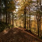 Herbstlicher Wald (2021_11_01_9106_ji)