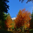 Herbstlicher Wald