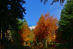 Herbstlicher Wald