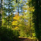 Herbstlicher Wald