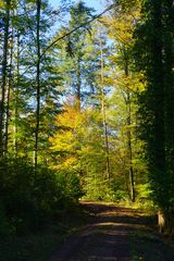 Herbstlicher Wald