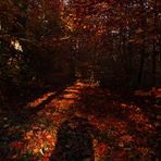 " Herbstlicher Wald "