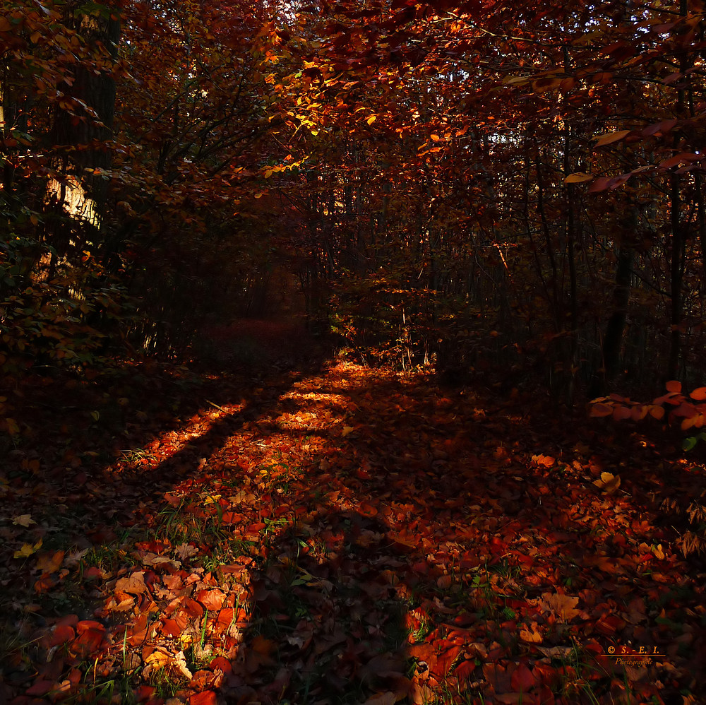 " Herbstlicher Wald "