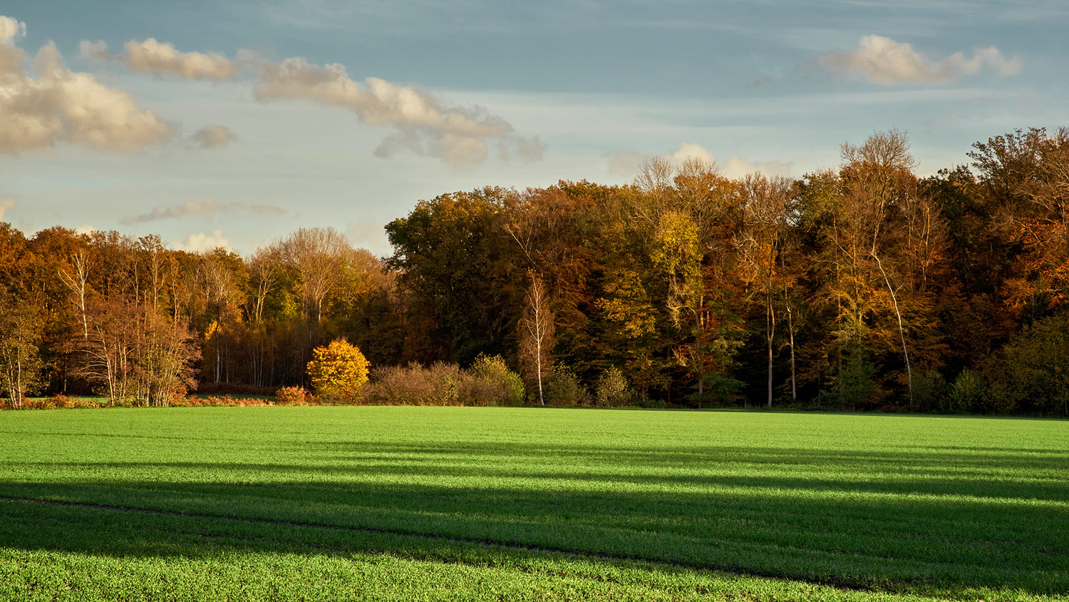 Herbstlicher Wald