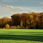 Herbstlicher Wald