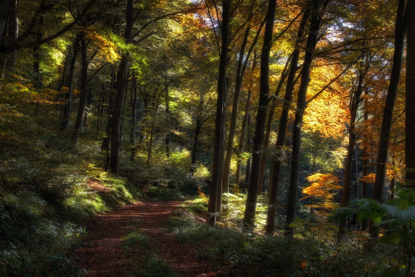 Herbstlicher Wald