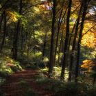 Herbstlicher Wald