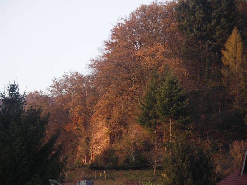 Herbstlicher Wald