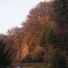 Herbstlicher Wald