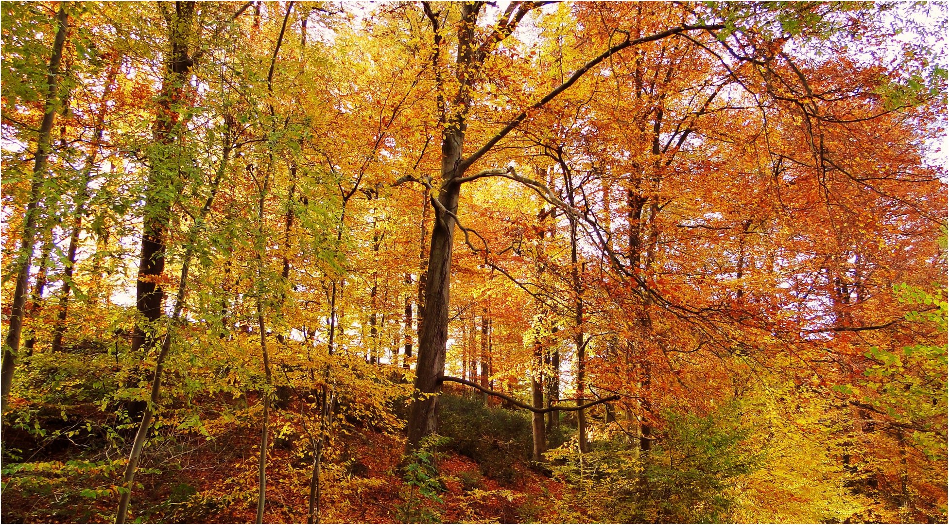 Herbstlicher Wald